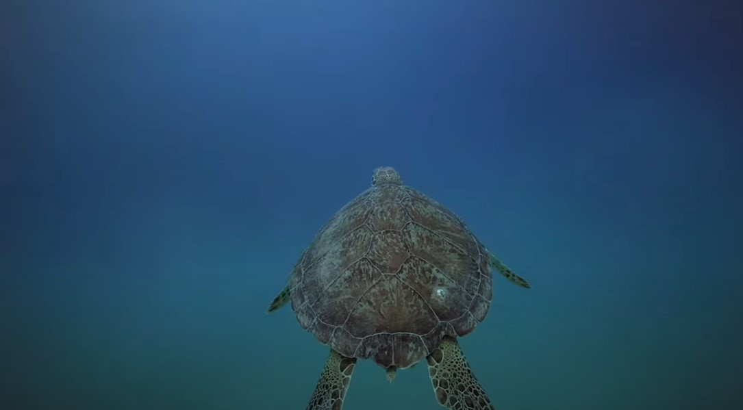 caretta caretta plajı özellikleri